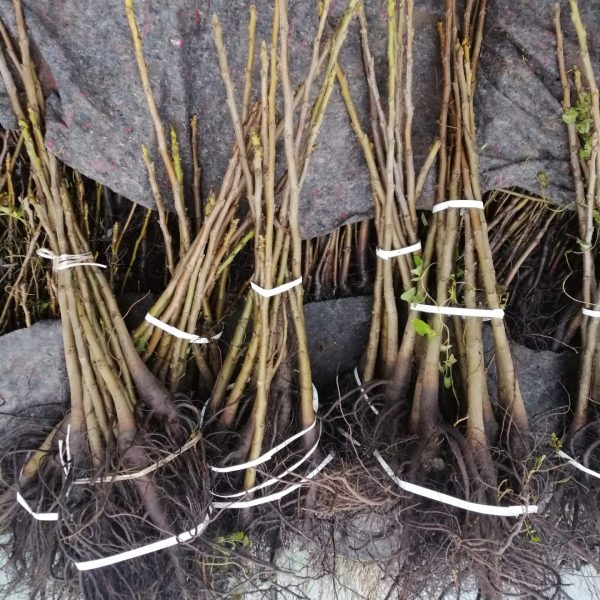 ПРЕДВАРИТЕЛНА ПОРЪЧКА: ОРЕХОВИ ФИДАНКИ (Juglans regia) – Пакет от 10 броя