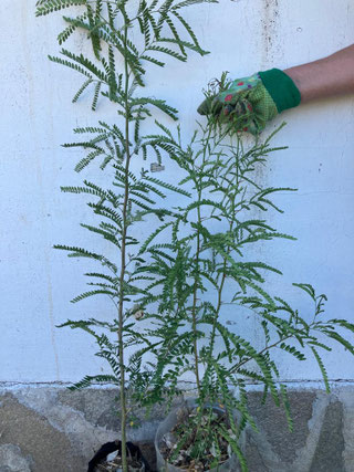 БЕЗБОДЛИВА ГЛЕДИЧИЯ - GLEDITSIA TRIACANTHOS INERMIS - В ТОРБА ЗА ЗАСАЖДАНЕ - Image 3