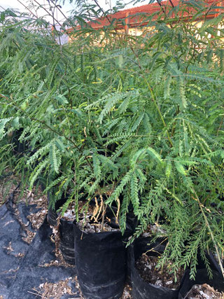БЕЗБОДЛИВА ГЛЕДИЧИЯ - GLEDITSIA TRIACANTHOS INERMIS - В ТОРБА ЗА ЗАСАЖДАНЕ - Image 2