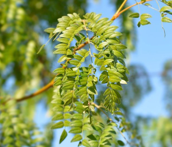 БЕЗБОДЛИВА ГЛЕДИЧИЯ - GLEDITSIA TRIACANTHOS INERMIS - В ТОРБА ЗА ЗАСАЖДАНЕ