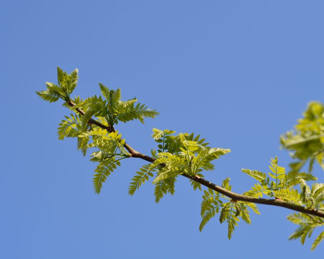 БЕЗБОДЛИВА ГЛЕДИЧИЯ - GLEDITSIA TRIACANTHOS INERMIS - В ТОРБА ЗА ЗАСАЖДАНЕ - Image 4